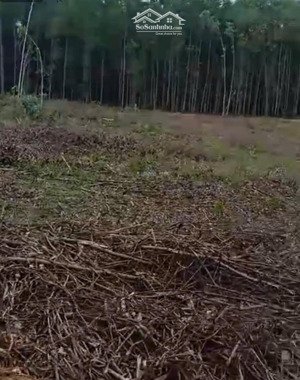 bán đất tại tổ 1, thôn diêu phong, 1,56 tỷ, 12000 m2, nhiều tiện ích, uy tín