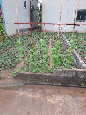 bán 52,8m2 cực khuôn đẹp. giáp đường di sản. giá đầu tư cực tốt. lô đất hiếm quanh khu. chỉ 2,45 tỷ