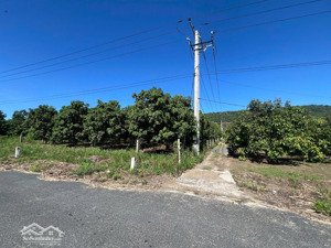 đất vườn cam hiệp bắc, full xoài lớn, đất 2 mặt tiền