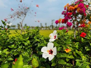 nhà phố liền kề ubnd tỉnh tây ninh mới - ôm trọn hồ thiên nga 8ha! duy nhất 1 căn đường thiên nga 8