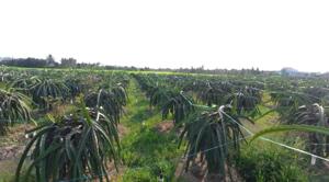 Bán đất ODT 5x38,5 mt bê tông 6m ngay Thị Trấn Tân Trụ Thuộc Xã Tân Trụ Tỉnh Tây Ninh