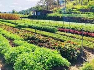 [ view bốn bề đồi thông _ sẵn đất ở xây nhà ổn áp, hiệp an, đức trọng giá: 9,5 tỷ