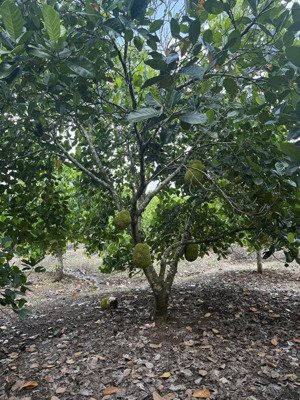 bán đất tại xã bảo bình, 2,8 tỷ, 5000 m2, đẹp, nhiều tiện ích