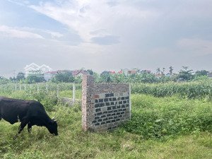 đất vườn 50 năm xen kẹt dân cư, đã xây tường bao đổ đất