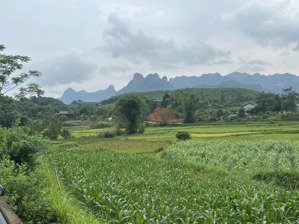 đất nghỉ dưỡng yên bài - ba vì - hà nội các bác ơi