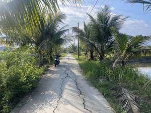 2200m2 lúa đường bê tông xã qui đức (cũ) bình chánh