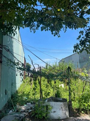 cách chợ gò đen 500m, lô đất 105m2/620tr. shr, thổ cư. phước lí , bến lức , long an.