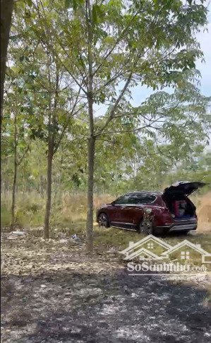 chính chủ sang nhượng đất vườn 3 mặt tiền hiếu liêm có nhà yến mới xây, cao su 5 năm tuổi