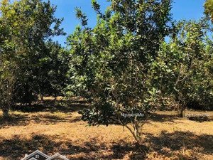 hạ giá từ 6ty5 còn 5ty980 lô đất 2hecta quảng sơn. 