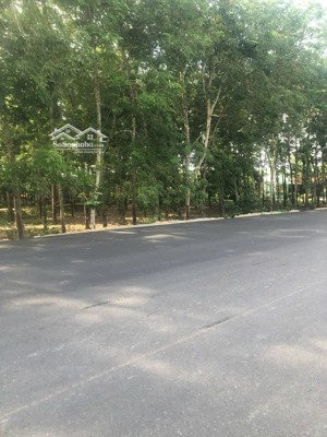 3 mặt tiền lớn ~100m trục hồ chí minh gần kcn cây trường, kcn bàu bàng - có cao su đang khai thác