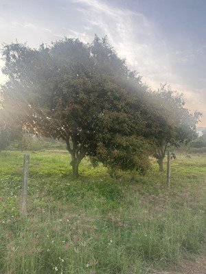 bán đất thổ cư gần uỷ ban xã diên đồng chỉ 1 tỷ 50 triệu/lô 250m2