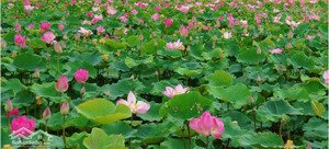 tây hồ phân lô thang máy - thiết kế sang trọng - view hồ tây - lô góc 2 thoáng - trước nhà gó sân