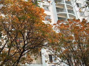 hiếm! trần quý kiên, cầu giấy, 5 tầng, ô tô vào nhà, kinh doanh đỉnh, sổ phân lô, nhỉnh 17 tỷ.