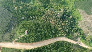 bán gấp 10700m2 vườn sầu riêng xã lộc thành bảo lâm lâm đồng lh 