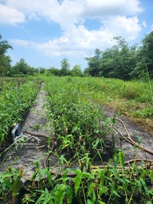 bán 2.4ha đất fram tre, trang trại tại phước chính, bắc ái