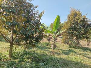 CHÍNH CHỦ CẦN BÁN GẤP LÔ ĐẤT RỘNG GIÁ ĐẦU TƯ NGAY XÃ LỘC THÀNH, BẢO LÂM, LÂM ĐỒNG