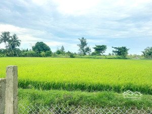 view đồng lúa đường trần nhân tông cẩm châu hội an hậu giáp lúa toàn phần