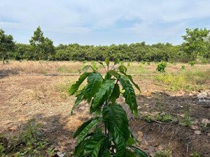 bán đất tại ấp tam nguyên, xã lộc quang, 41 tỷ, 50602 m2, huyện lộc ninh, bình phước