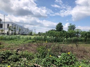 bán đất 2.170m ngang 60m ngay khu công nghiệp phong nẫm lô nhì hl173 - xã pn - giồng trôm - bến tre