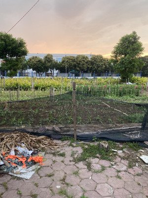 bán đất nền dự án tại khu hồ sen, trường chinh, tân bình, 65 triệu / m2, 85.5 m2, hot!