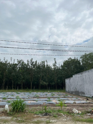 chính chủ cần bán gấp đất ngay kcn chà là tây ninh