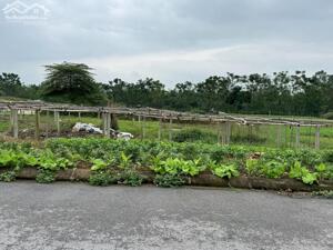 Bán gấp lô đất tại Tích Sơn, Vĩnh Yên 98,7m2 mặt tiền 5m full thổ cư giá chỉ 2,2 tỷ 0988296228