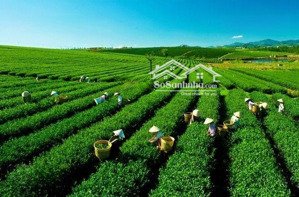 xuất cảnh bán gấp - bán đất khúc thừa dụ 7403m² - 37 tỷ