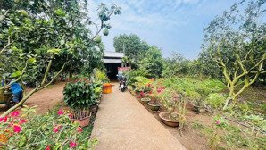vườn bưởi da xanh xã minh long, 380 triệu, 1039 m2, chính chủ uy tín