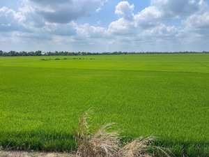 hạ giá bán gấp 11788m _ mặt tiền quốc lộ n2 _ giá chỉ 8,5 tỉ