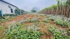 cần bán lô đất 735,9m2 có 200m2 đất ở giá chỉ 699triệu