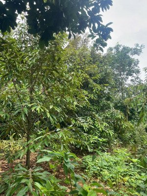 bán nhà vườn hàng gòn long khánh sổ riêng thổ cư 676m2 có 200m2 thổ cư