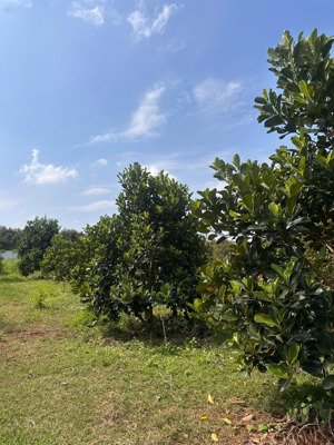 2517.7m2 vườn sầu riêng đất đỏ giá siêu tốt (ngộp)