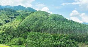 12Ha chỉ hơn 2 Tỷ Đất RSX