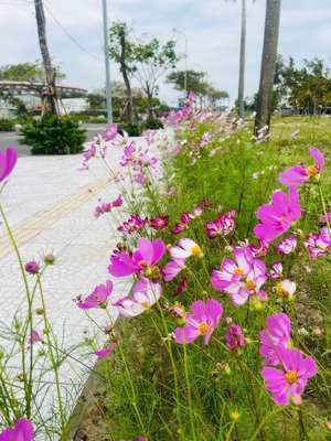 bán lô đất 102m2 hướng tây khu v5 fpt city đà nẵng