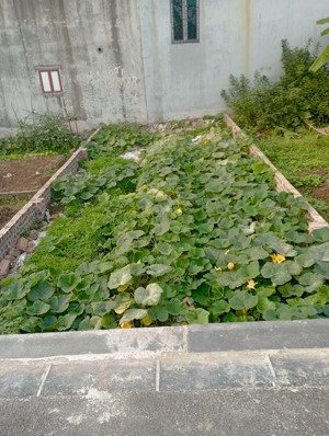 chỉ 3 tỷ ,sở hữu lô đất đẹp diện tích 42m tại lê xá, mai lâm, đông anh, hà nội.