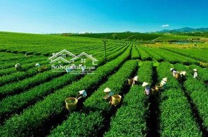 xuất cảnh bán gấp - bán đất khúc thừa dụ 7403m² - 37 tỷ