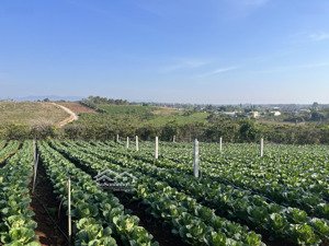 chính chủ bán nhanh lô đất ngay chân cao tốc giảm giá 50% chỉ 1xx !