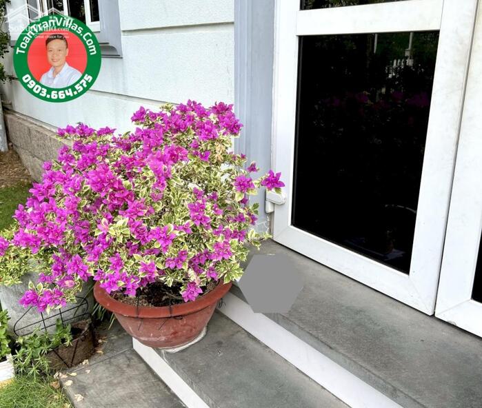 Hình ảnh Biệt Thự Song Lập 250m2 Hướng Đông Bắc Chỉ 25 tỷ ToanTranVillas 4