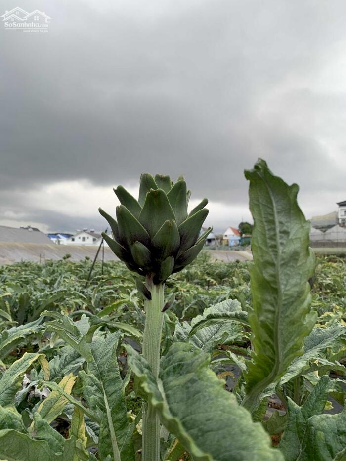 Hình ảnh Bán đất Hòn Bồ, P.12, TP. Đà Lạt - Cách Hồ Xuân Hương chỉ 6,4 Km 7