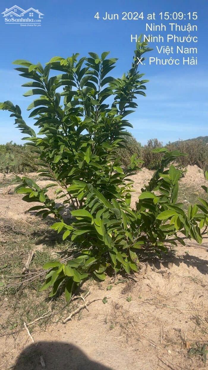 Hình ảnh BÁN ĐẤT VƯỜN TẠI NINH PHƯỚC, NINH THUẬN OTO VÀO TẬN NƠI DT: 6.400m2 - GIÁ 2.9 TỶ - LH 0917 678 685 3