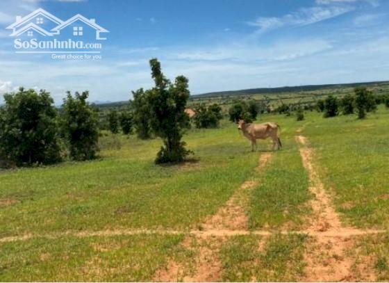 Hình ảnh Cần bán nhanh-Đất gần Biển Mũi Né-Hồng Phong-Bắc Bình-DT 3,67Ha 1