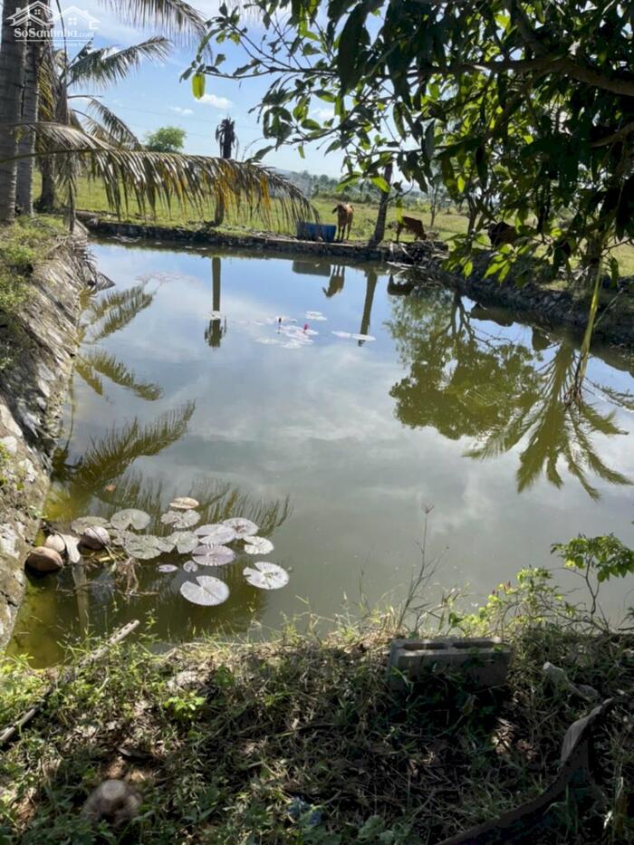 Hình ảnh Trang trại Hàm Chính-Hàm Thuận Bắc-Bình Thuận-DT 20.600m2CLN 0