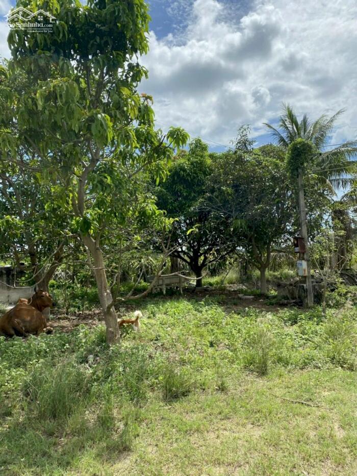 Hình ảnh Trang trại Hàm Chính-Hàm Thuận Bắc-Bình Thuận-DT 20.600m2CLN 1