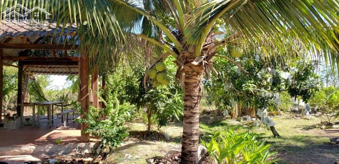 Hình ảnh Đất Ngộp 3 MT trục chính-Hàm Liêm(Hàm Thuận Bắc)-2 thửa LK:4.830m2 Và 10.730m2 2