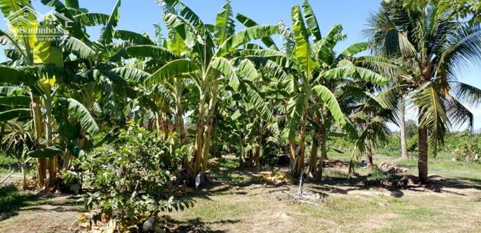 Hình ảnh Đất Ngộp 3 MT trục chính-Hàm Liêm(Hàm Thuận Bắc)-2 thửa LK:4.830m2 Và 10.730m2 6