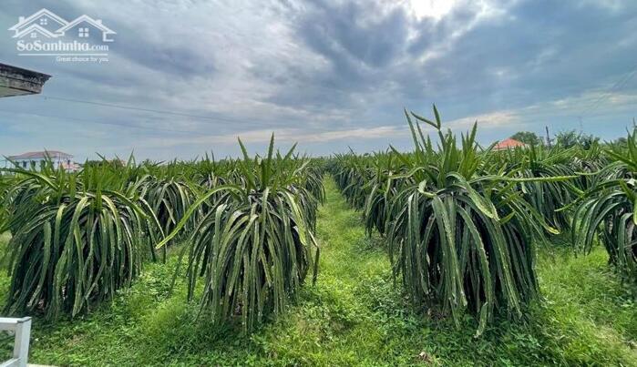 Hình ảnh Cần tiền trị bệnh-Đất gần DT719B-Tiến Thành-Phan Thiết-Gồm 2 thửa LK:8,4 sào+1,2Ha 1