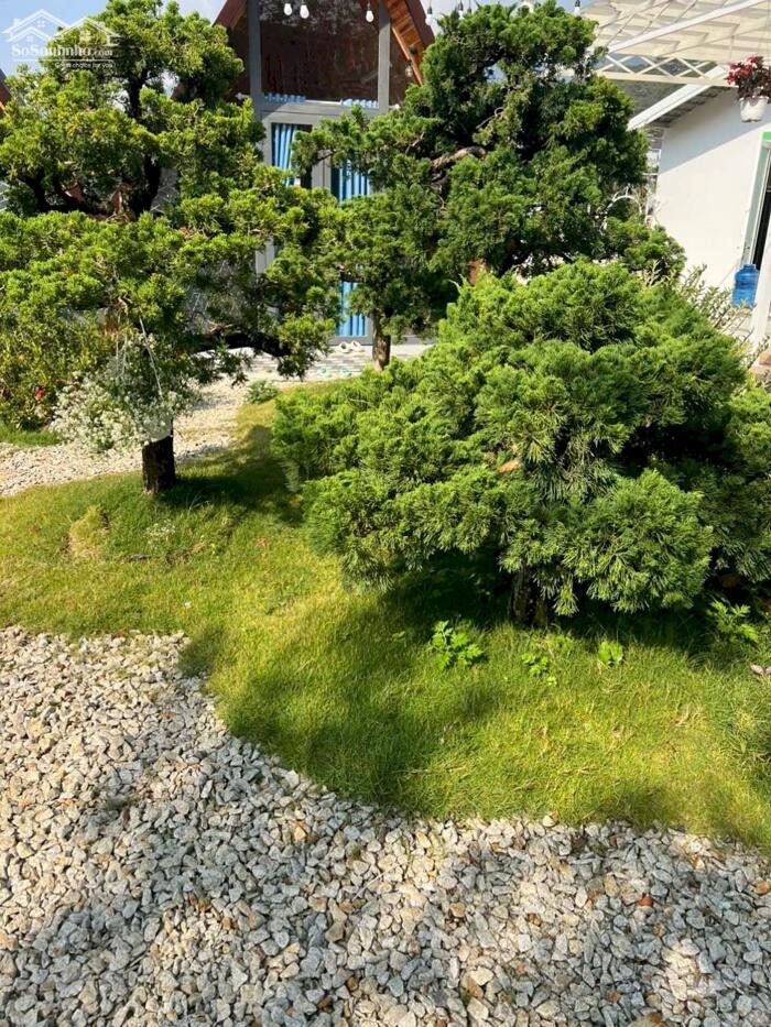 Hình ảnh Bán Homestay mặt tiền chân đèo Pren – đối diện KDL Đôi Dép, Hiệp An, Đà Lạt 7