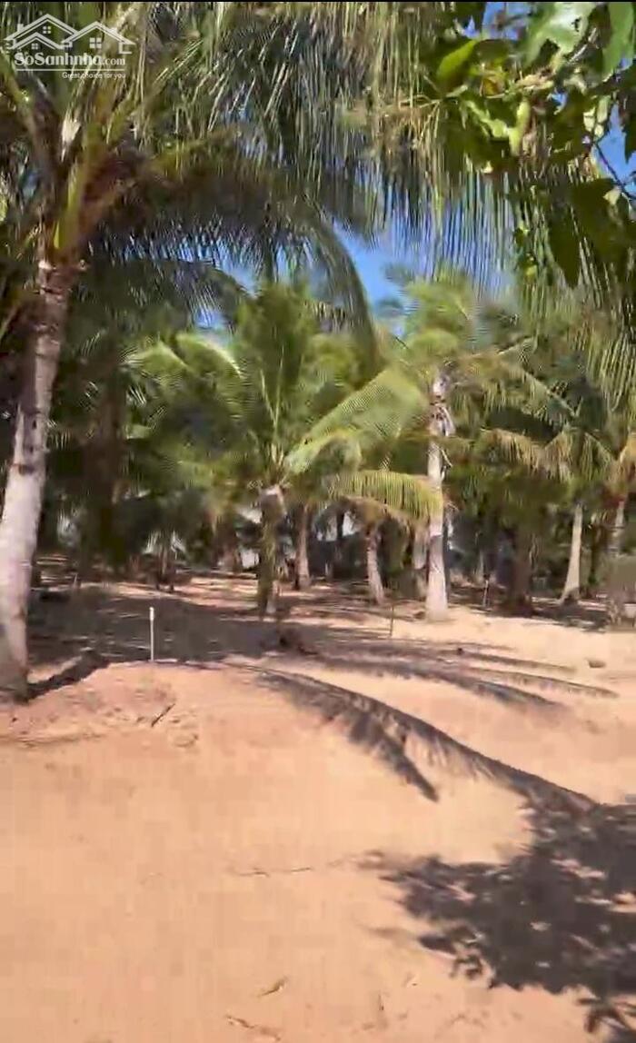 Hình ảnh Đại Hạ Giá-Đất gần Biển-Tiến Thành(Phan Thiết)-Lâm Đồng-1 sào +1.960m2 có 360m2TC. 2