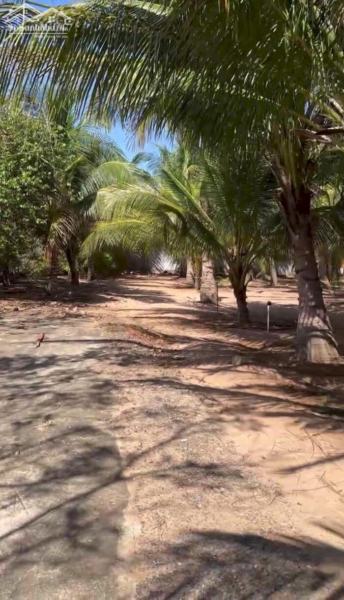 Hình ảnh Đại Hạ Giá-Đất gần Biển-Tiến Thành(Phan Thiết)-Lâm Đồng-1 sào +1.960m2 có 360m2TC. 3