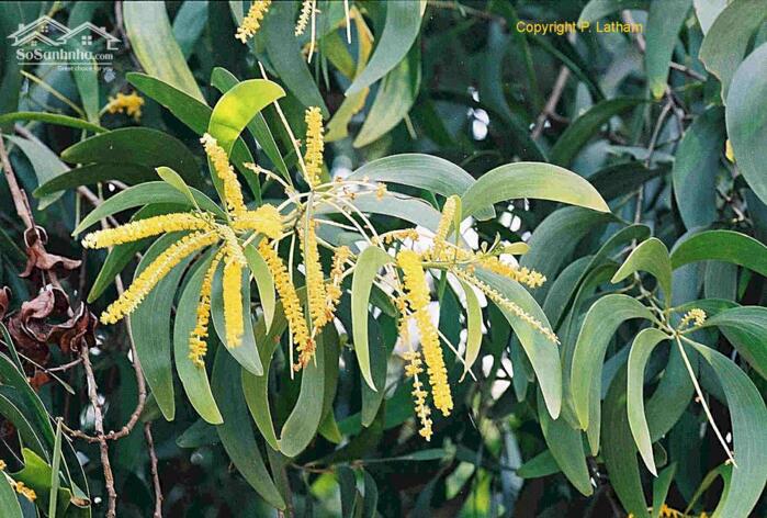 Hình ảnh Cần bán nhanh-Đất Hồng Thắng-Hoà Thắng-Lâm Đồng-DT 8.250m2 0